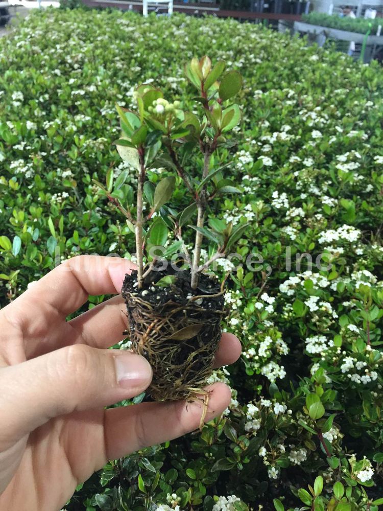viburnum-obovatum-mrs-schiller-s-delight-viburnum