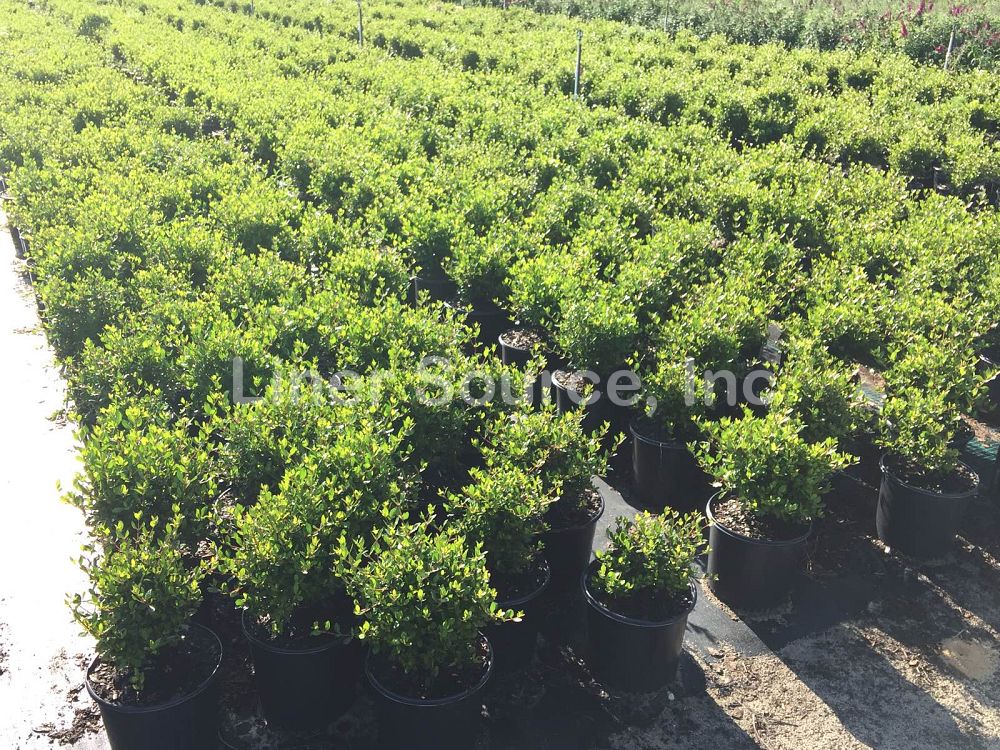 viburnum-obovatum-mrs-schiller-s-delight-viburnum