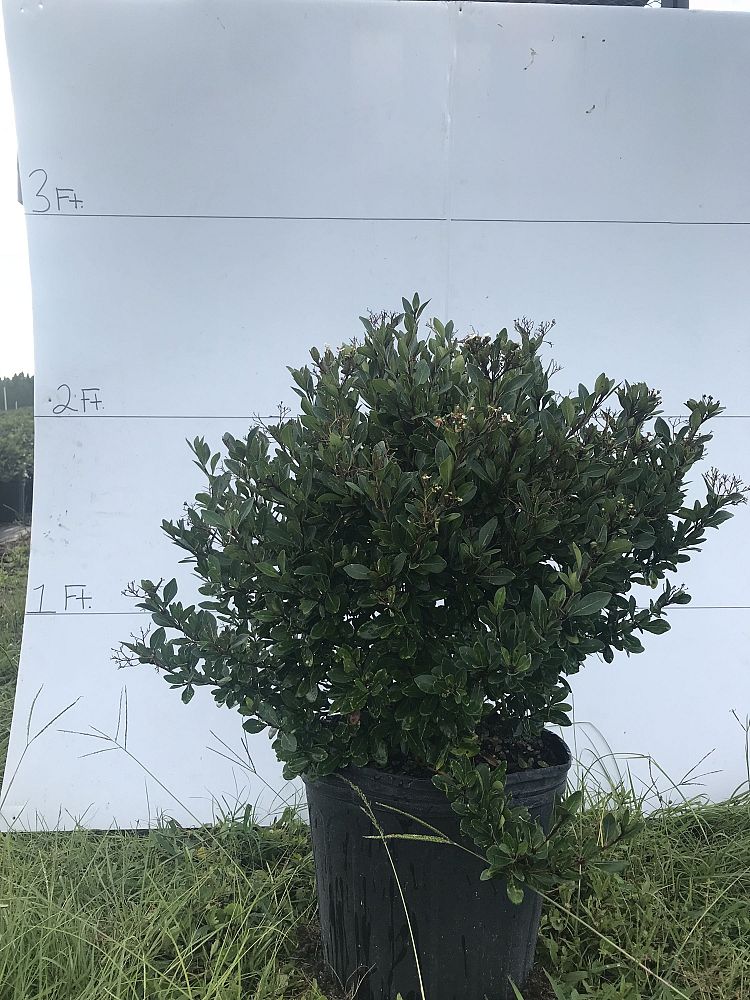 viburnum-obovatum-mrs-schiller-s-delight-viburnum