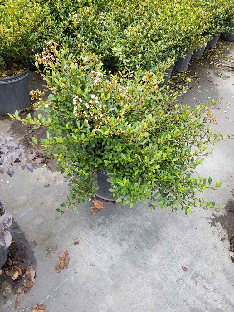 viburnum-obovatum-mrs-schiller-s-delight-viburnum