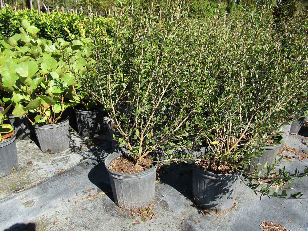 viburnum-obovatum-mrs-schiller-s-delight-viburnum