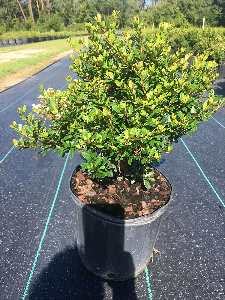 viburnum-obovatum-mrs-schiller-s-delight-viburnum