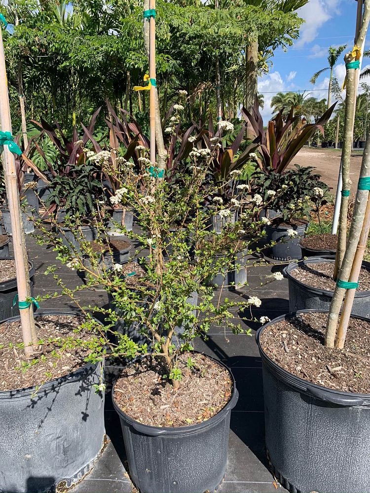 viburnum-obovatum-mrs-schiller-s-delight-viburnum