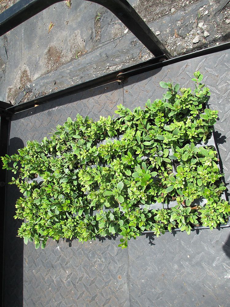 viburnum-obovatum-mrs-schiller-s-delight-viburnum