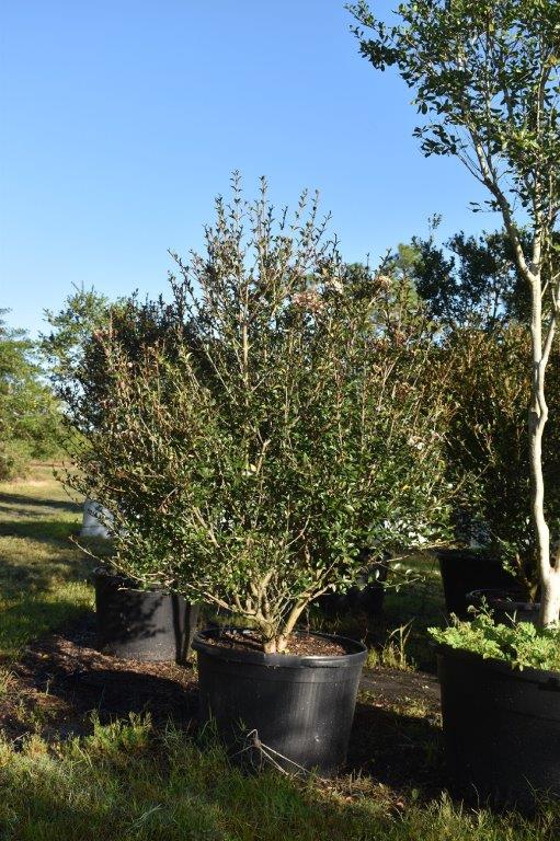 viburnum-obovatum-mrs-schiller-s-delight-viburnum