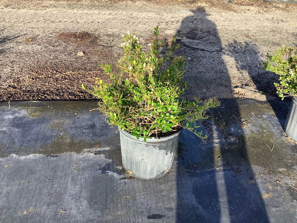 viburnum-obovatum-mrs-schiller-s-delight-viburnum