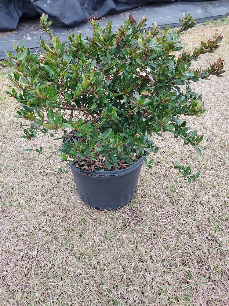 viburnum-obovatum-mrs-schiller-s-delight-viburnum