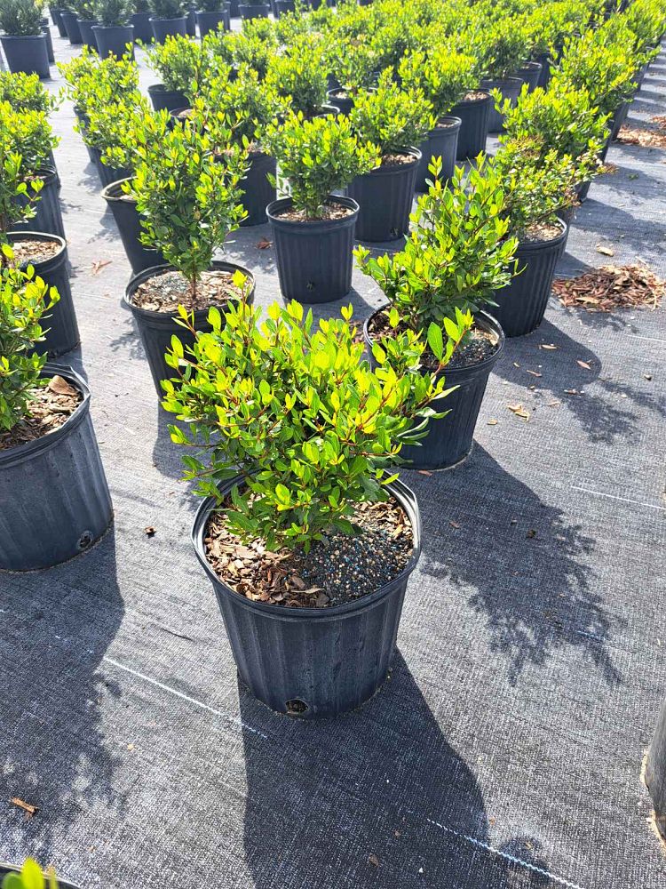 viburnum-obovatum-mrs-schiller-s-delight-viburnum