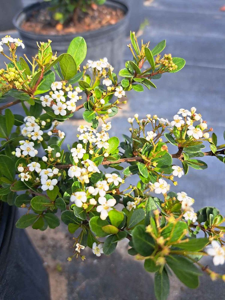 viburnum-obovatum-mrs-schiller-s-delight-viburnum