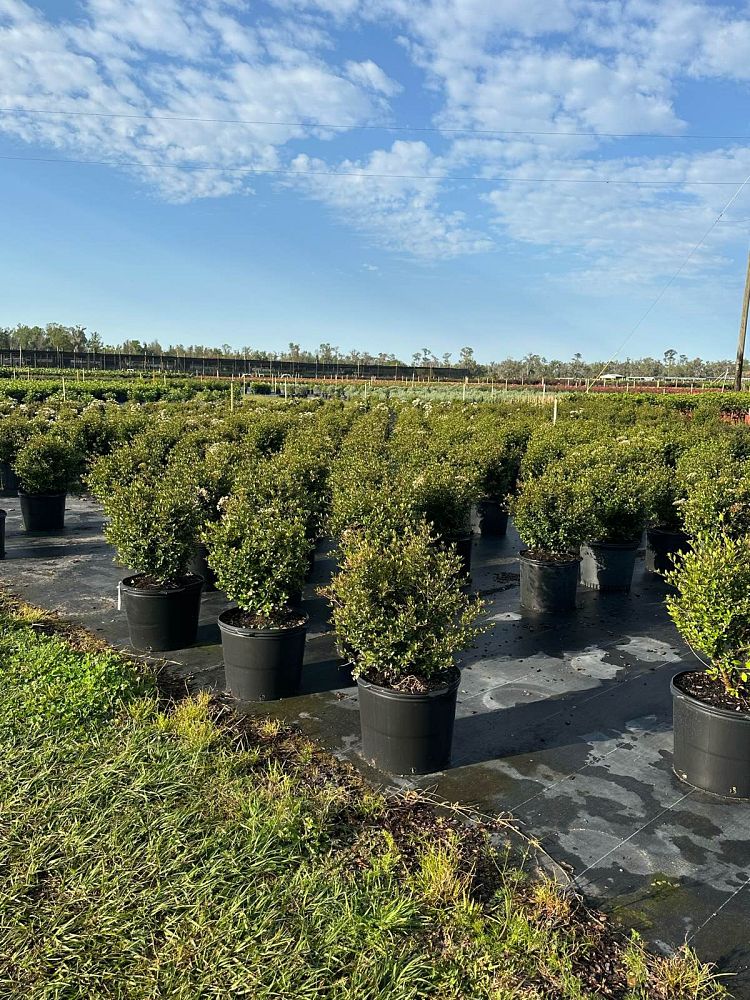 viburnum-obovatum-mrs-schiller-s-delight-viburnum