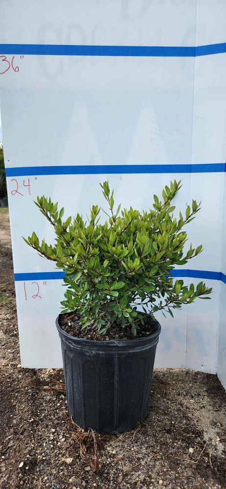 viburnum-obovatum-mrs-schiller-s-delight-viburnum