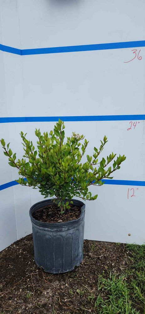 viburnum-obovatum-mrs-schiller-s-delight-viburnum