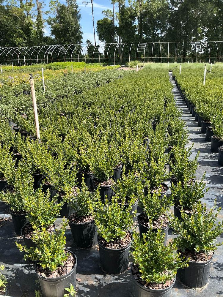 viburnum-obovatum-mrs-schiller-s-delight-viburnum