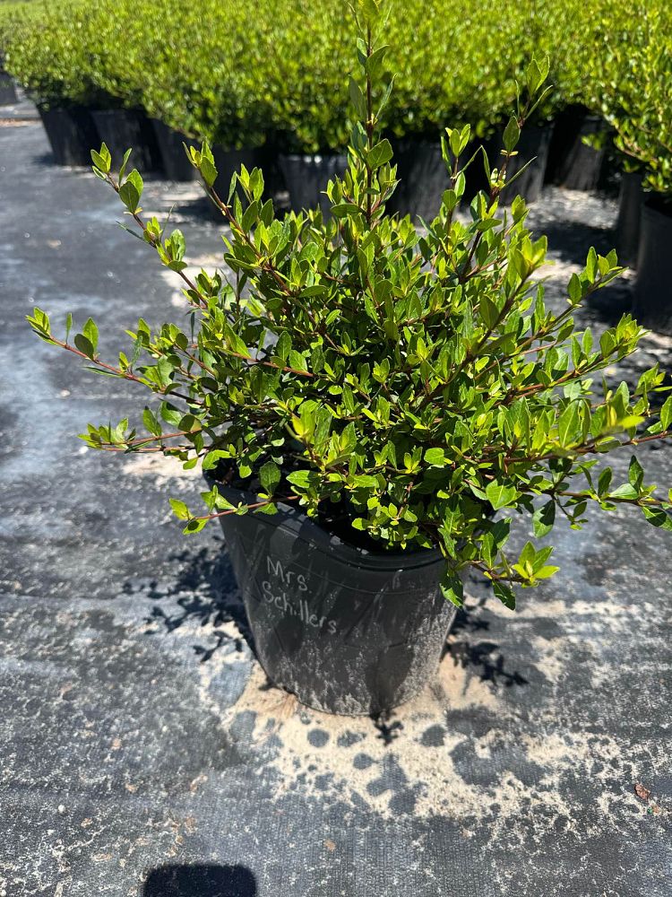 viburnum-obovatum-mrs-schiller-s-delight-viburnum