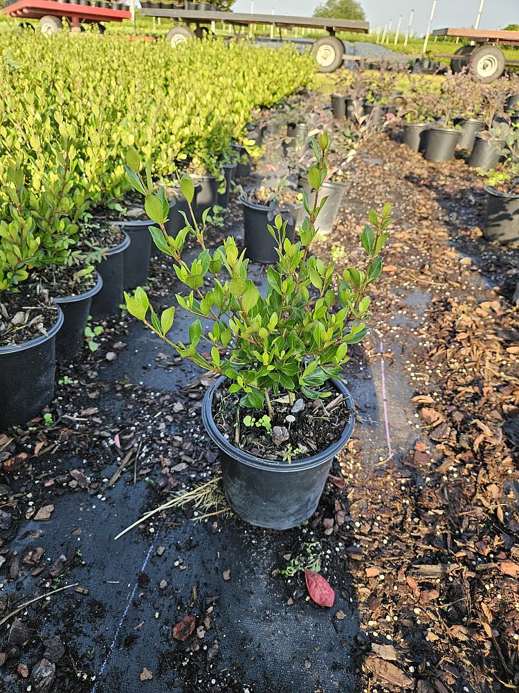 viburnum-obovatum-mrs-schiller-s-delight-viburnum