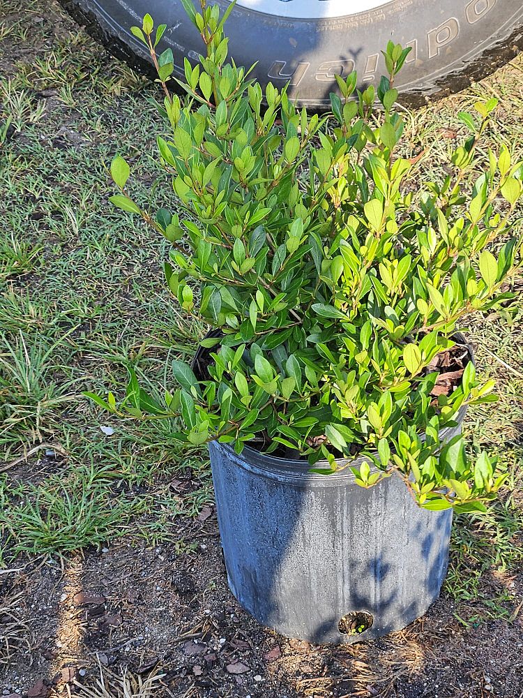 viburnum-obovatum-mrs-schiller-s-delight-viburnum