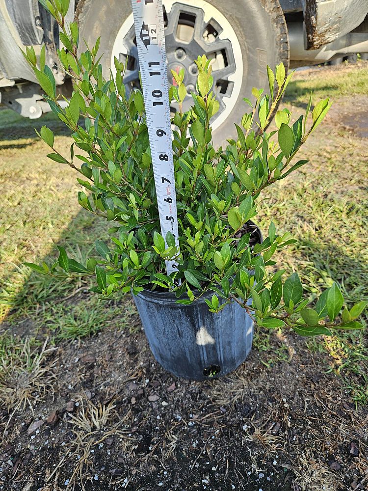 viburnum-obovatum-mrs-schiller-s-delight-viburnum