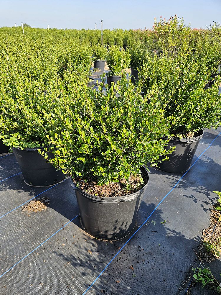 viburnum-obovatum-mrs-schiller-s-delight-viburnum