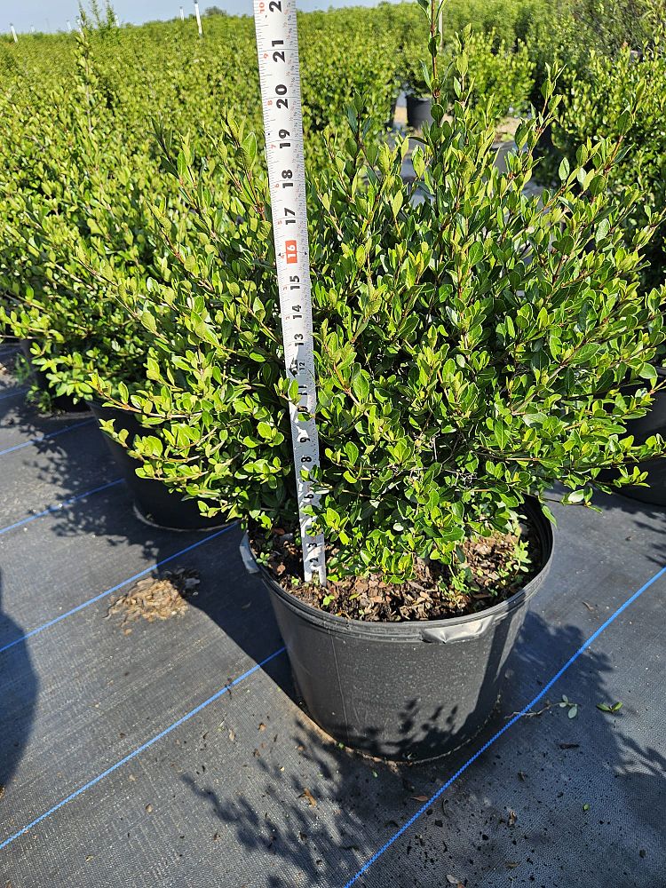 viburnum-obovatum-mrs-schiller-s-delight-viburnum
