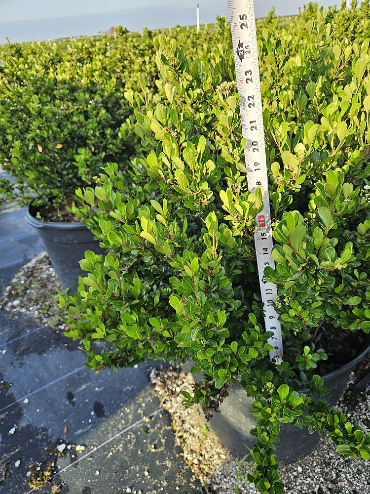 viburnum-obovatum-mrs-schiller-s-delight-viburnum