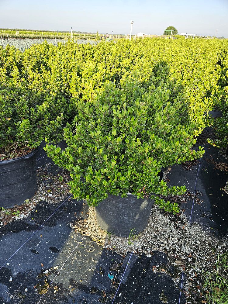 viburnum-obovatum-mrs-schiller-s-delight-viburnum