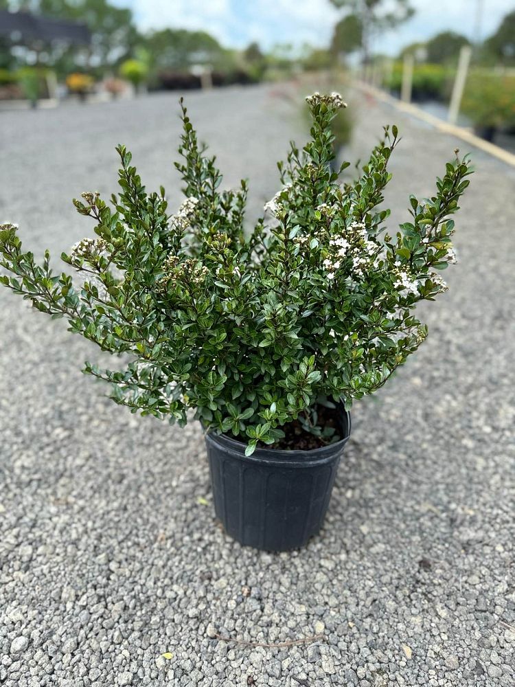 viburnum-obovatum-mrs-schiller-s-delight-viburnum