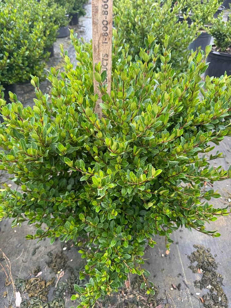 viburnum-obovatum-mrs-schiller-s-delight-viburnum