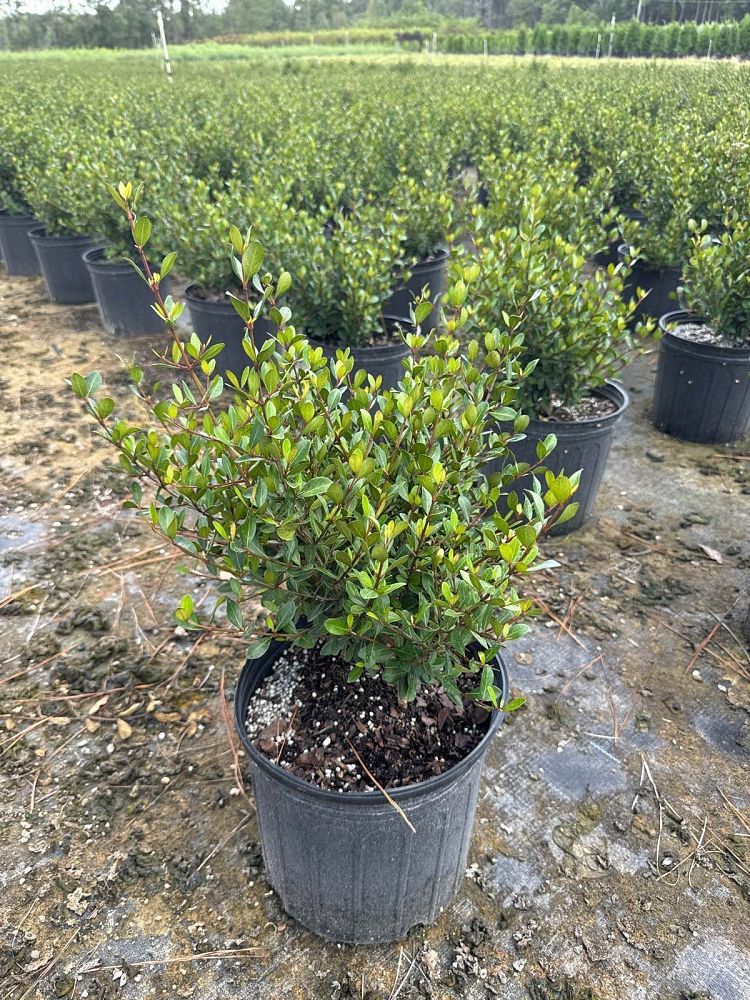 viburnum-obovatum-mrs-schiller-s-delight-viburnum