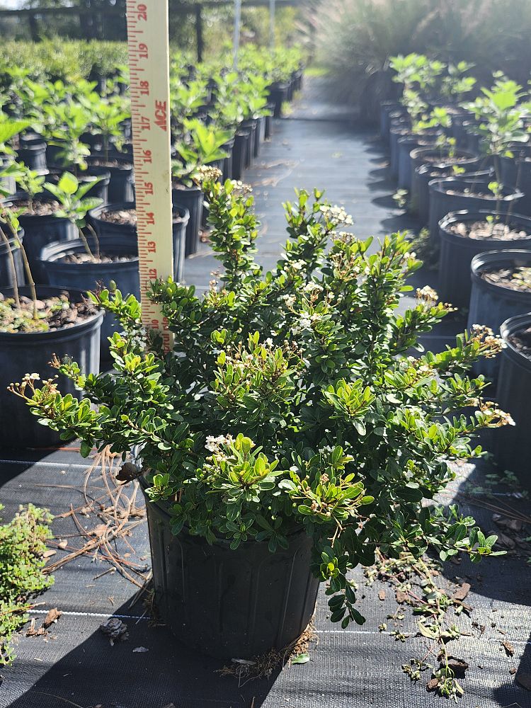 viburnum-obovatum-mrs-schiller-s-delight-viburnum