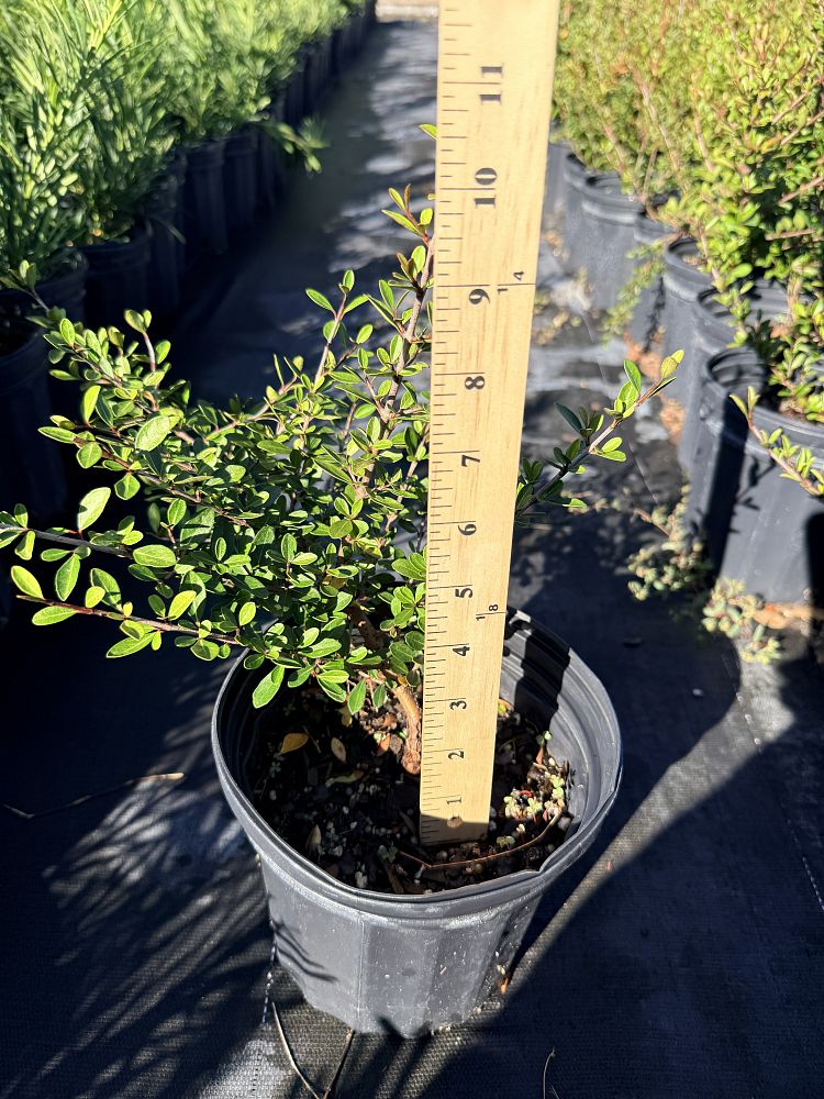 viburnum-obovatum-mrs-schiller-s-delight-viburnum