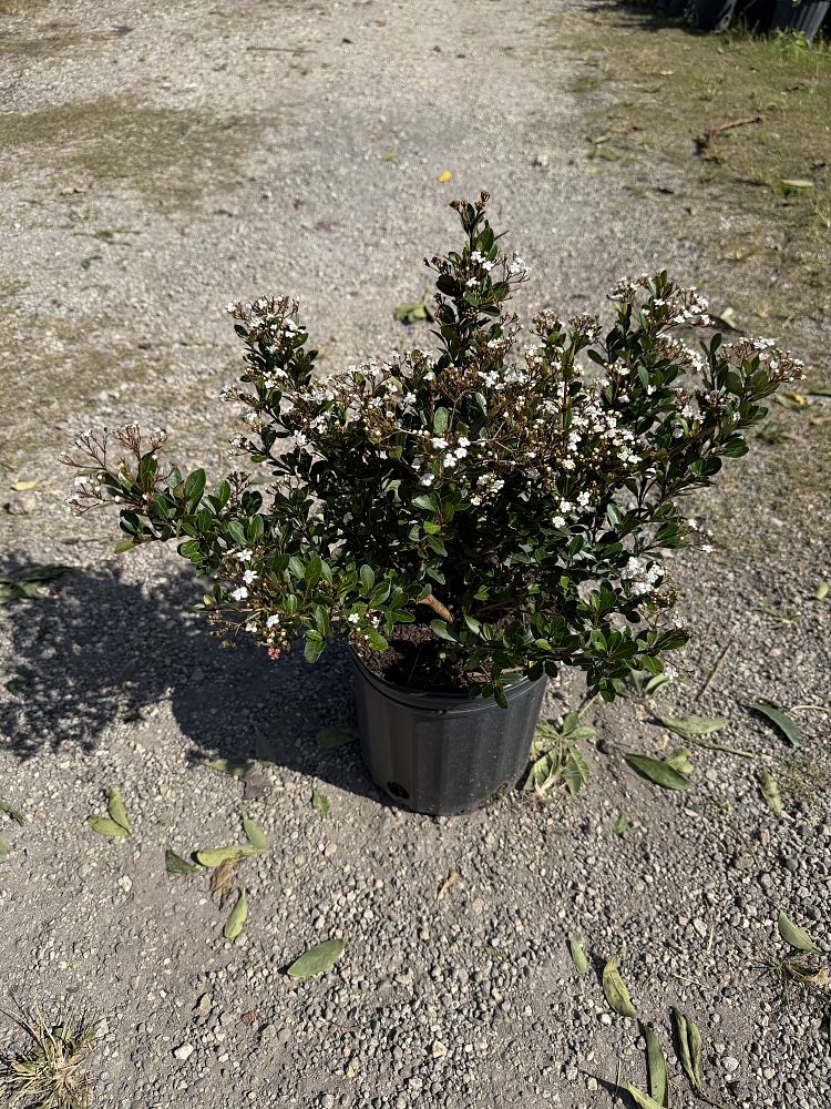 viburnum-obovatum-mrs-schiller-s-delight-viburnum