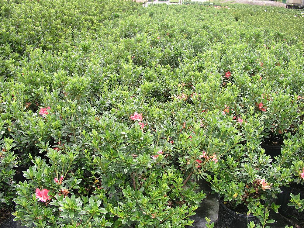 viburnum-obovatum-pinkie-walters-viburnum