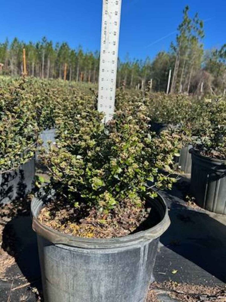 viburnum-obovatum-riefler-s-densa-walters-viburnum