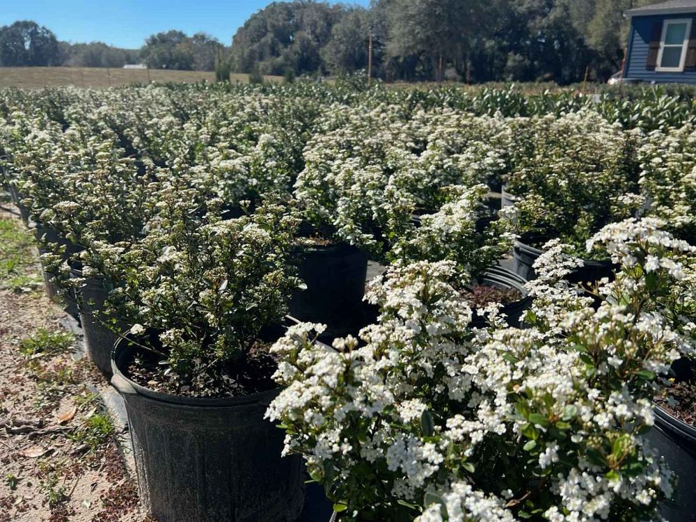 viburnum-obovatum-riefler-s-densa-walters-viburnum
