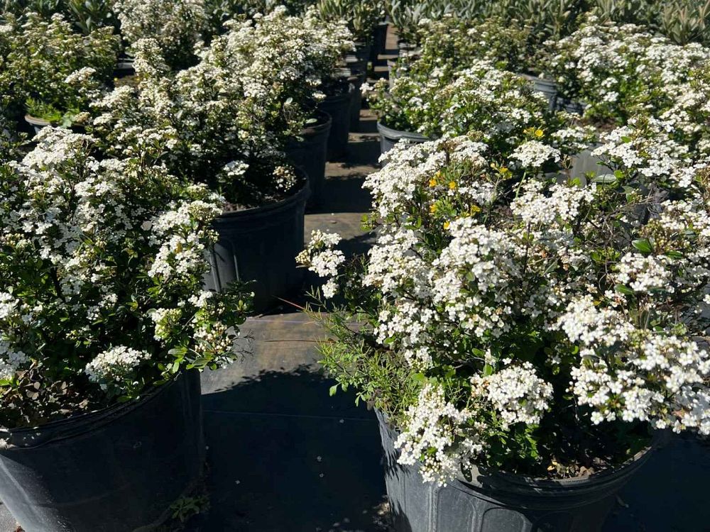 viburnum-obovatum-riefler-s-densa-walters-viburnum