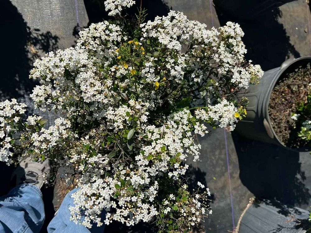 viburnum-obovatum-riefler-s-densa-walters-viburnum