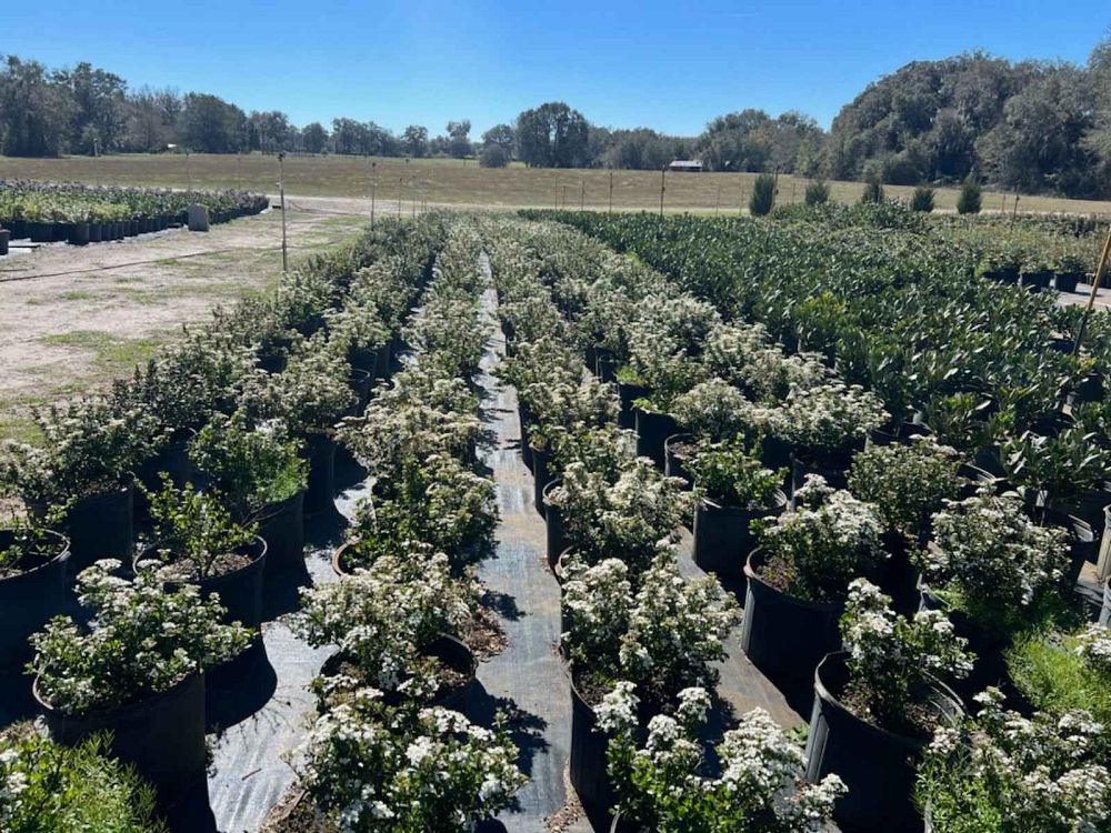 viburnum-obovatum-riefler-s-densa-walters-viburnum