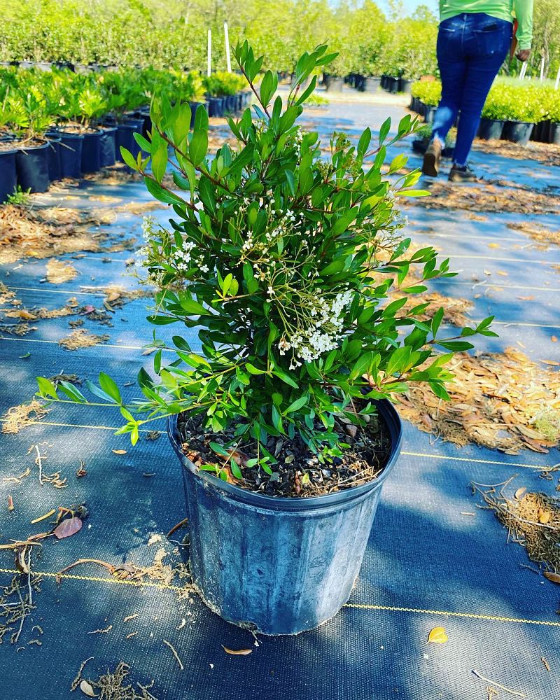 viburnum-obovatum-schillers-dwarf-walters-viburnum