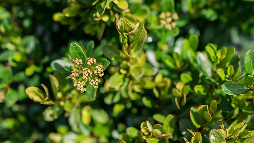 viburnum-obovatum-schillers-dwarf-walters-viburnum