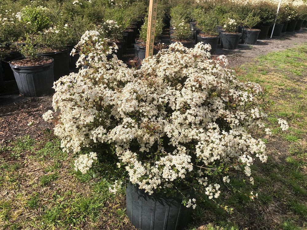 viburnum-obovatum-schillers-dwarf-walters-viburnum