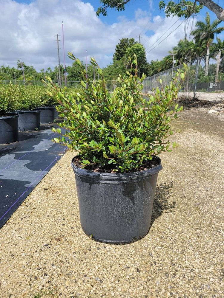 viburnum-obovatum-schillers-dwarf-walters-viburnum