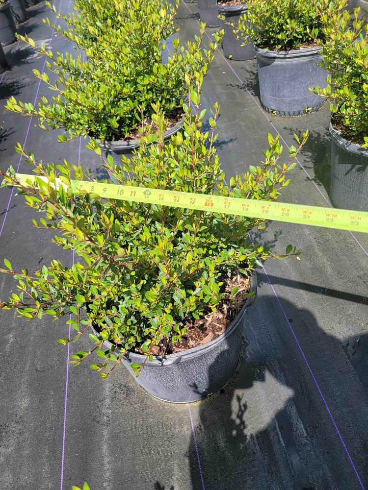 viburnum-obovatum-schillers-dwarf-walters-viburnum