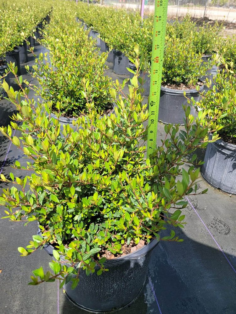 viburnum-obovatum-schillers-dwarf-walters-viburnum