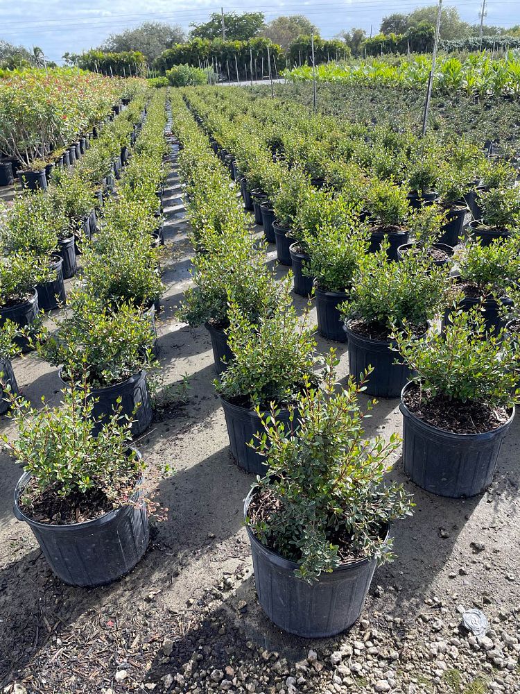 viburnum-obovatum-schillers-dwarf-walters-viburnum