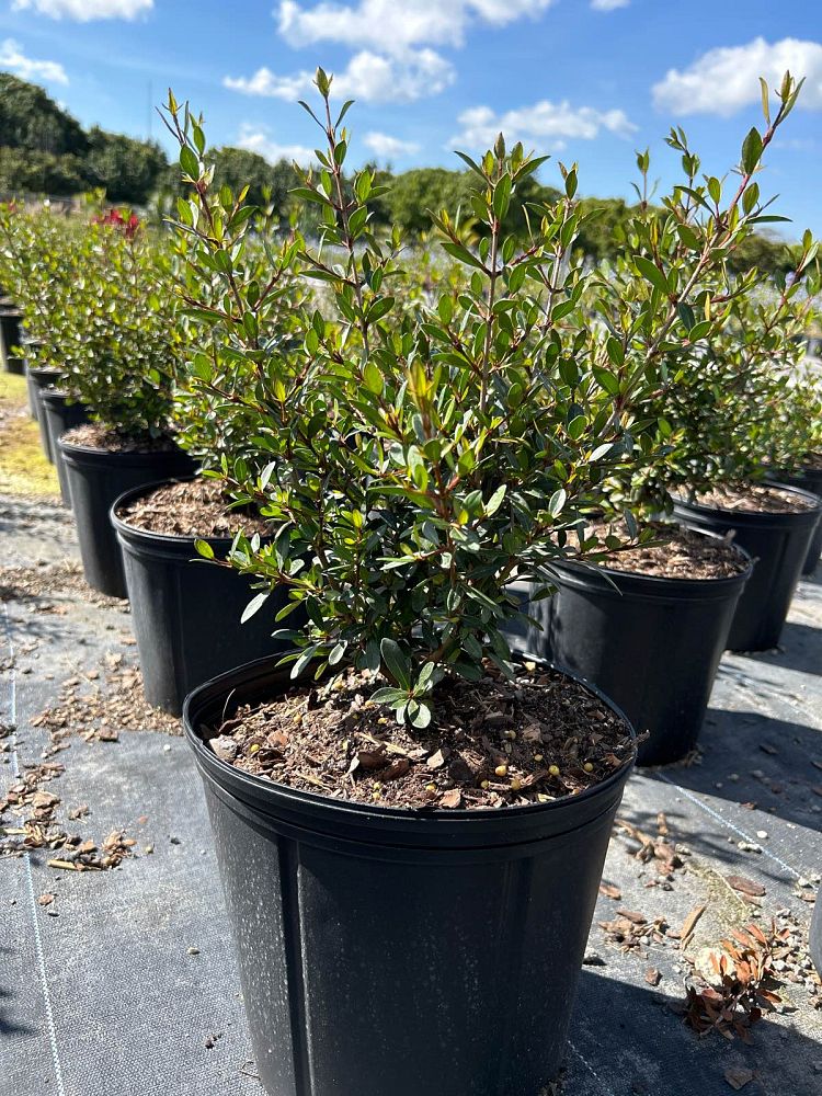 viburnum-obovatum-schillers-dwarf-walters-viburnum