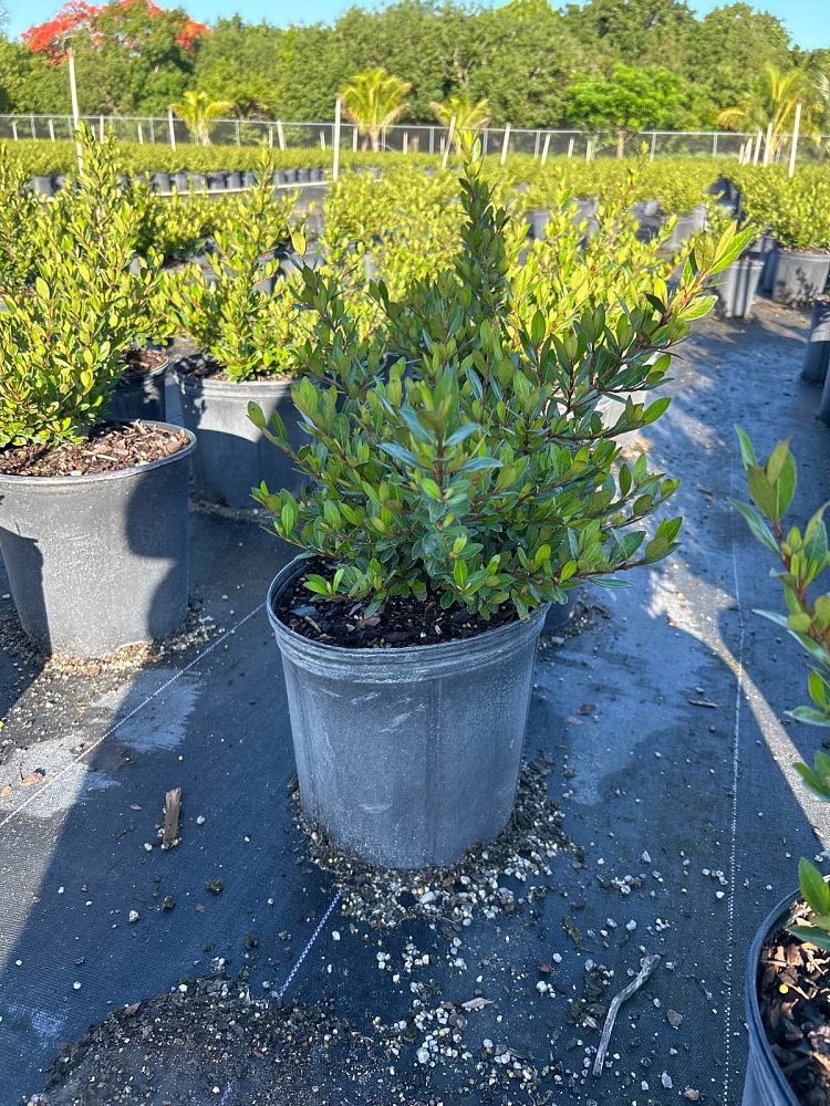 viburnum-obovatum-schillers-dwarf-walters-viburnum