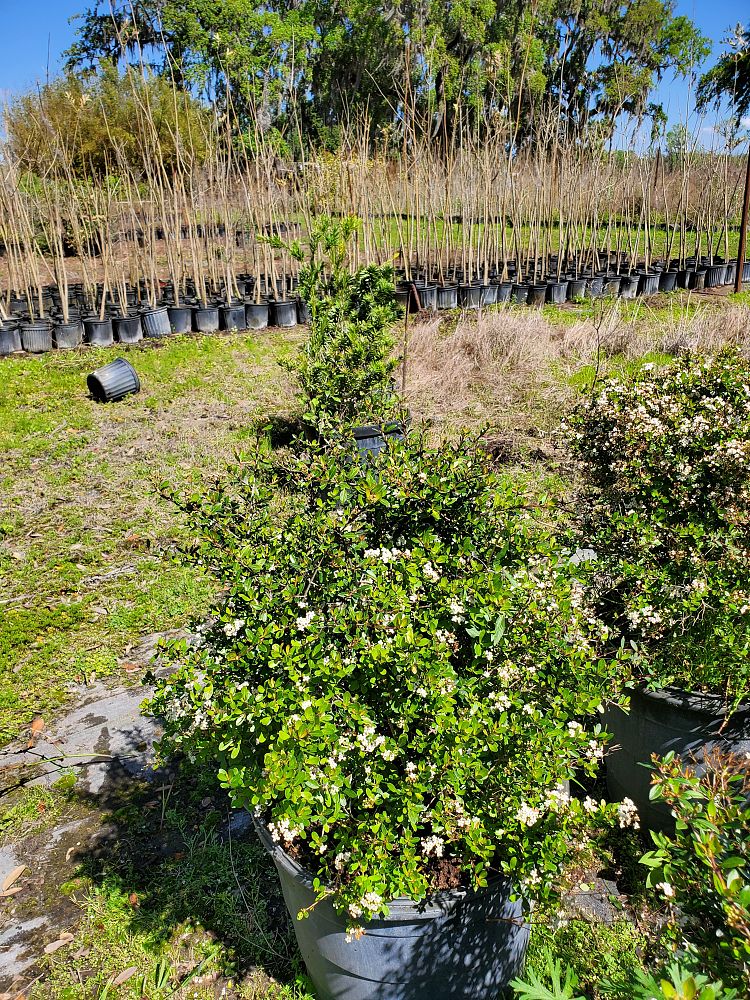 viburnum-obovatum-schillers-dwarf-walters-viburnum
