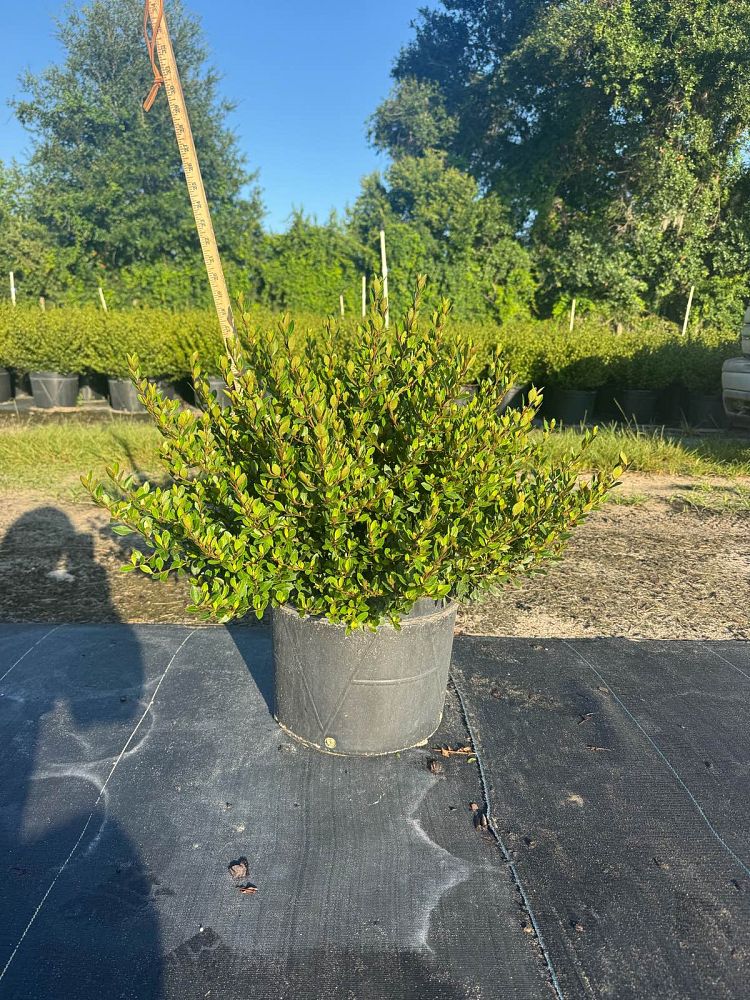 viburnum-obovatum-schillers-dwarf-walters-viburnum