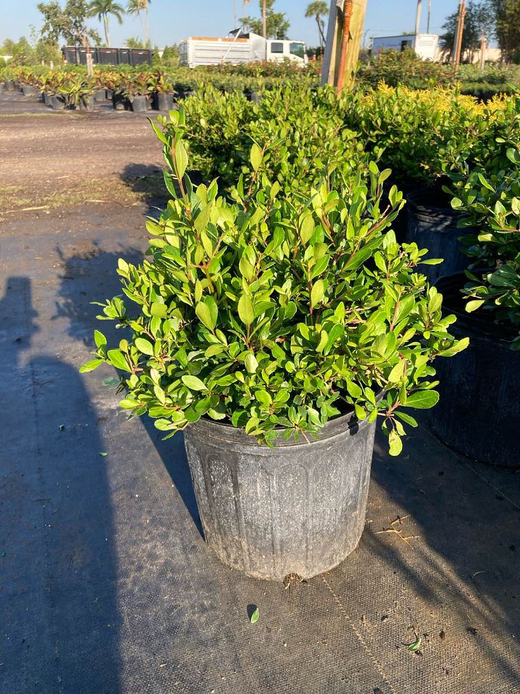 viburnum-obovatum-schillers-dwarf-walters-viburnum