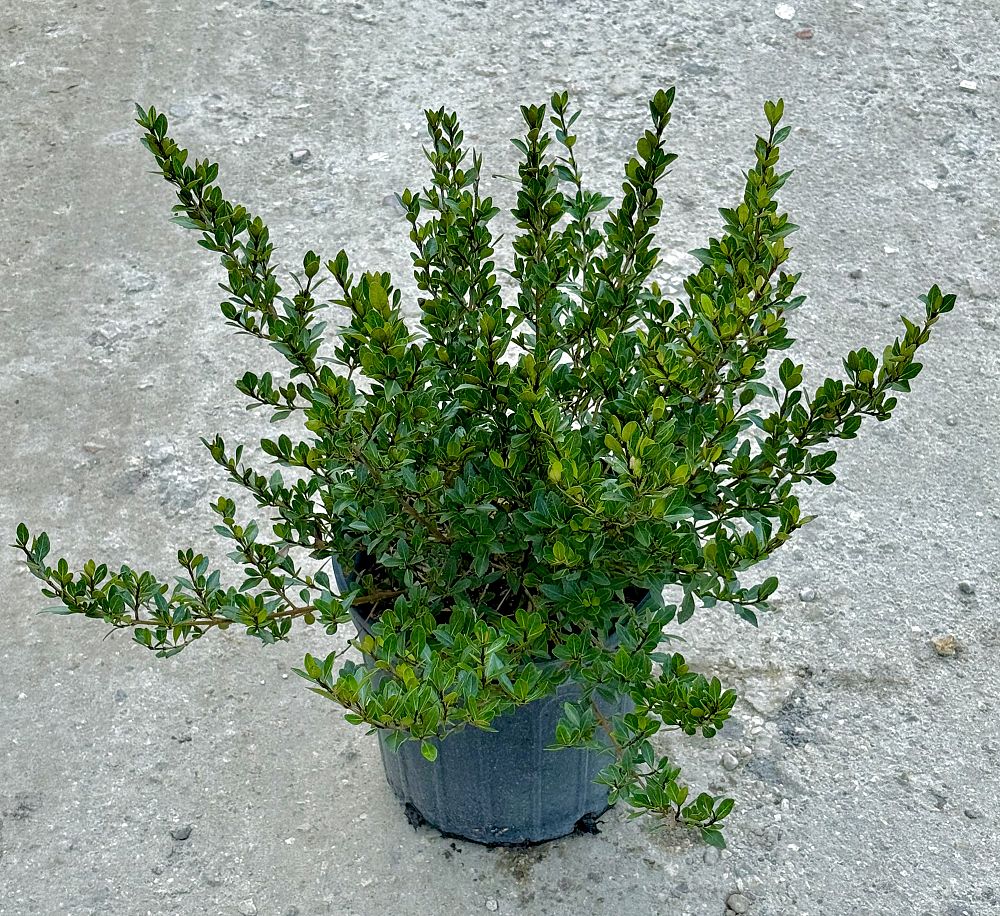 viburnum-obovatum-schillers-dwarf-walters-viburnum